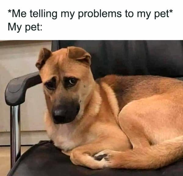 A relatable meme of a dog looking uncomfortable and awkward while listening to someone's problems.