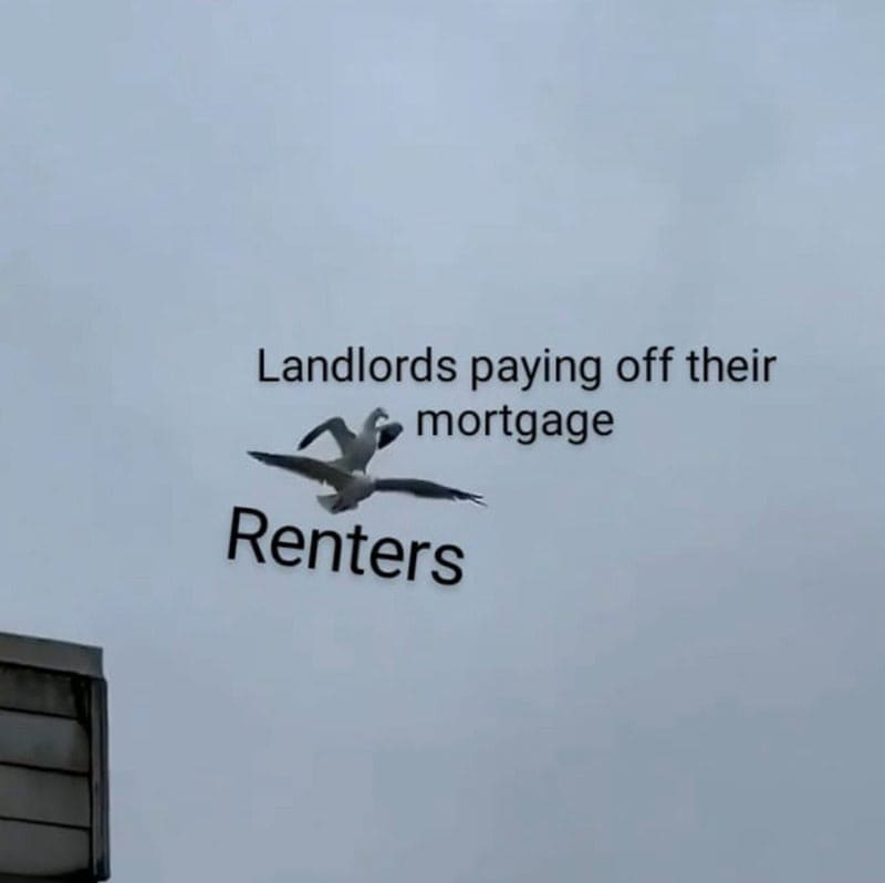 A renter meme showing one seagull riding another to represent landlords using renters to pay mortgages.