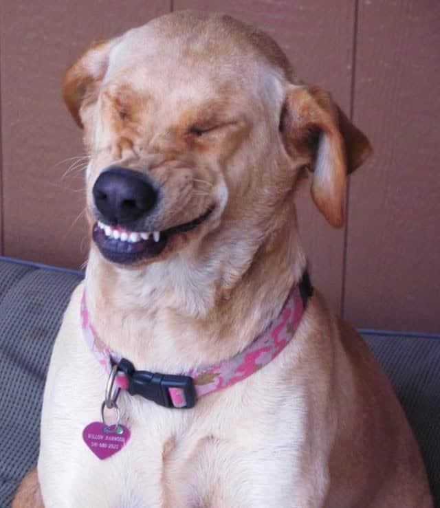 A yellow smiling dog scrunching its nose and closing its eyes in a goofy, sneezing expression.