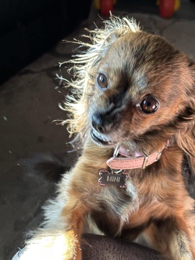 A small brown smiling dog with big eyes looking nervously at the camera while showing teeth.