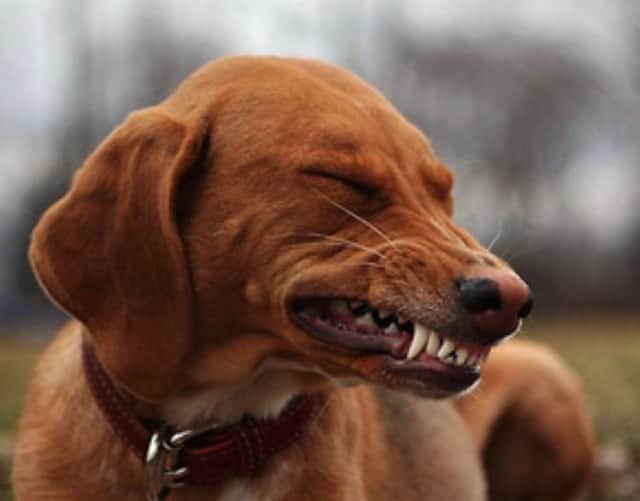 A brown smiling dog squinting its eyes and barring its teeth in a cheesy, awkward grin.