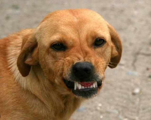 A brown dog showing teeth in a way that looks like a forced or aggressive smiling dog face.