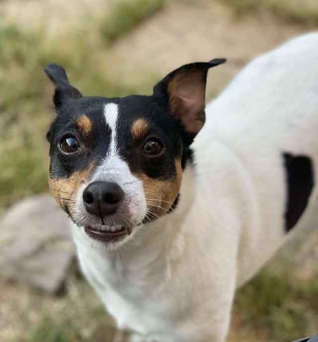 A small terrier smiling dog standing outside showing its bottom teeth in an awkward school photo expression.
