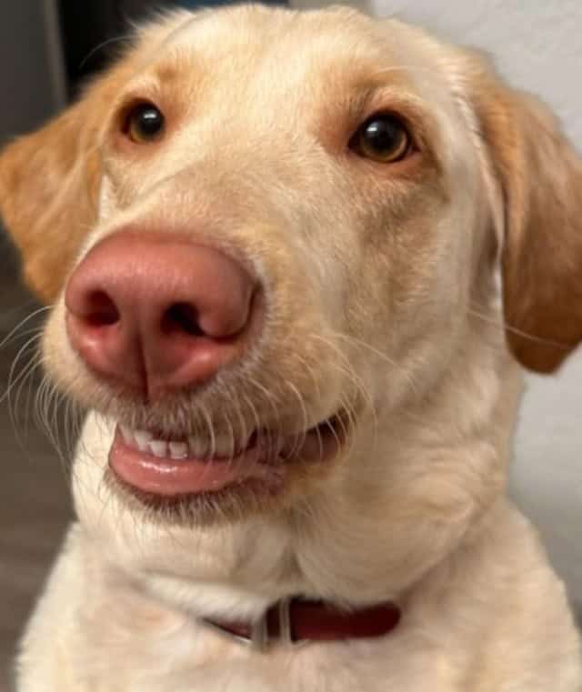 A close-up of a yellow lab smiling dog making a polite, tight-lipped human expression.