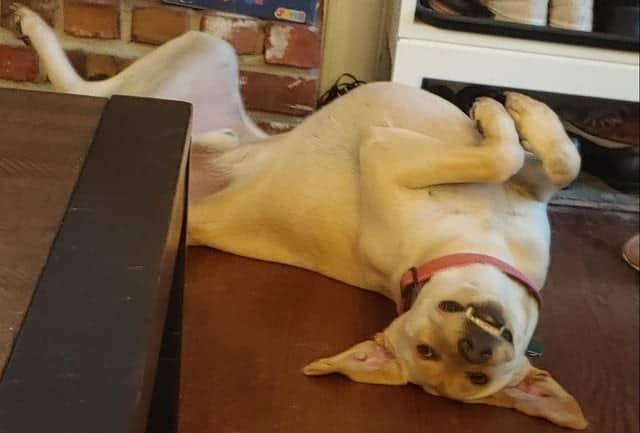 A yellow smiling dog lying upside down on the floor looking at the camera with a goofy grin.