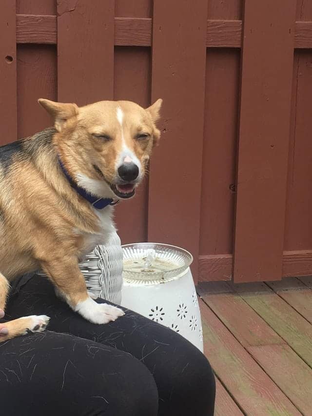 A smiling dog Corgi sitting on a lap with squinted eyes and a smug, satisfied expression.