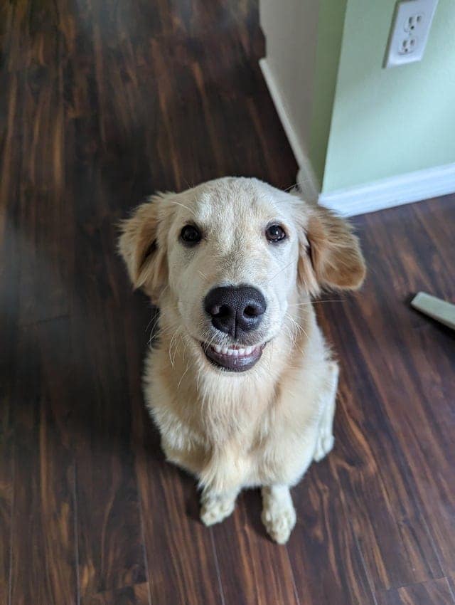 A golden retriever smiling dog sitting on a wood floor looking up with a big, toothy, happy grin.