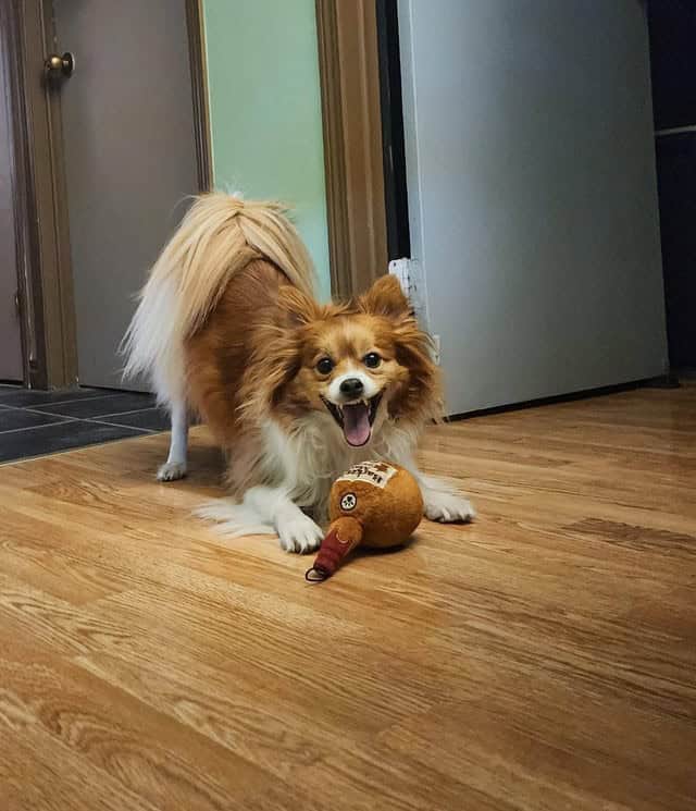 A fluffy Papillon smiling dog in a play bow with a toy bottle, looking excited.