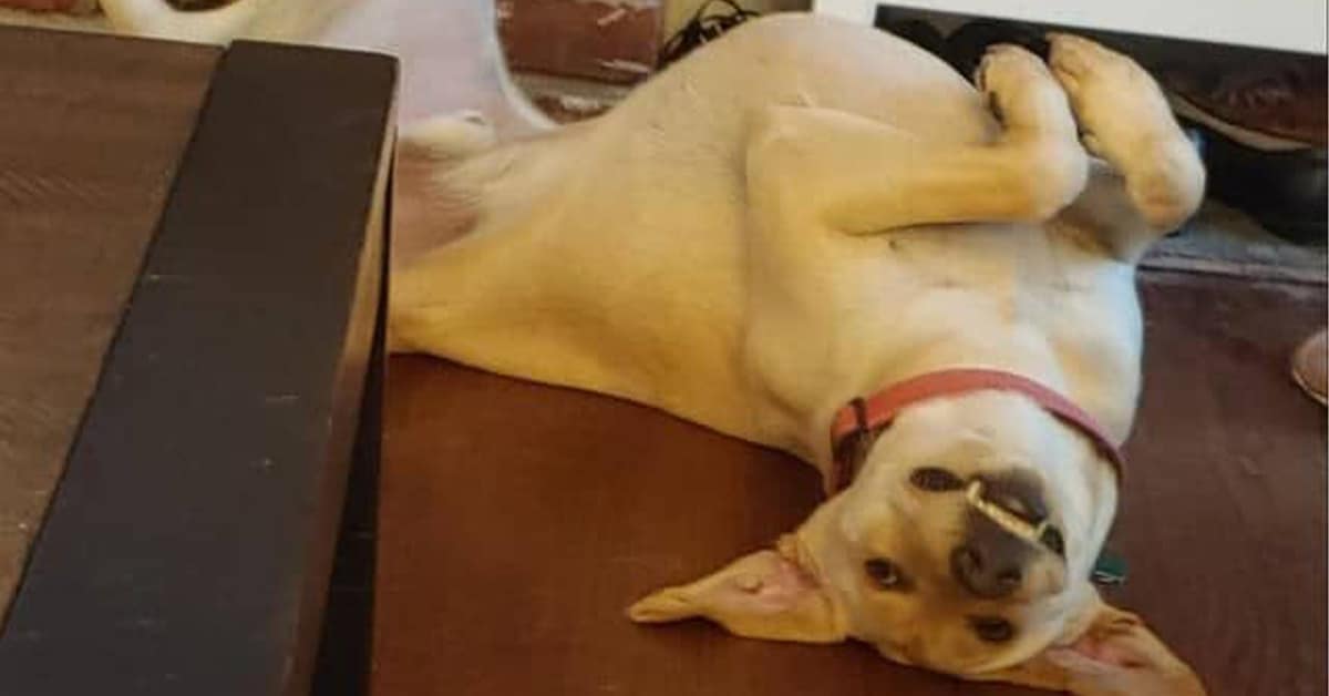 Collection of smiling dog images and cute dog photos featuring awkward grins, polite smiles, and goofy faces.