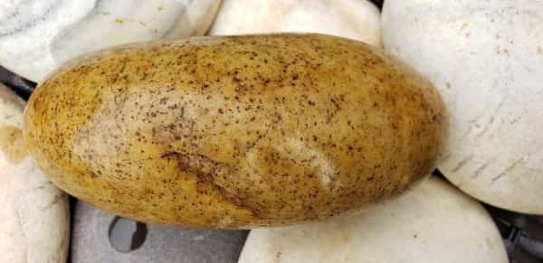 Smooth yellow and brown speckled rock that perfectly resembles a raw potato.