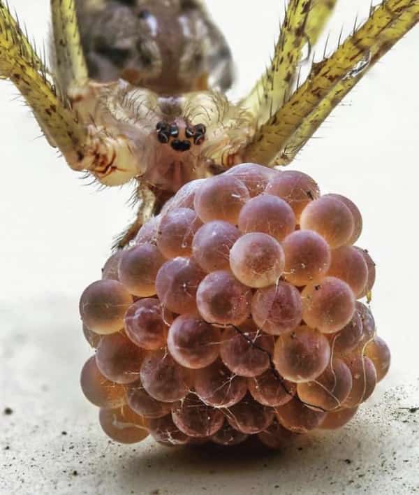 Close up of a spider carrying a cluster of round eggs resembling a raspberry.