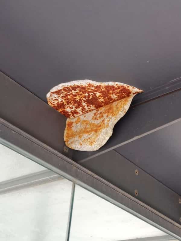 Rust formation on a metal ceiling beam that resembles a toasted tortilla or quesadilla.