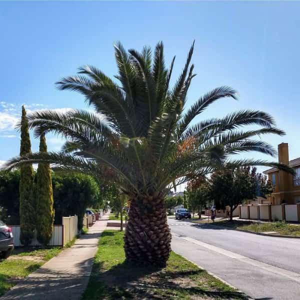 Large palm tree with a thick textured trunk resembling a giant pineapple.