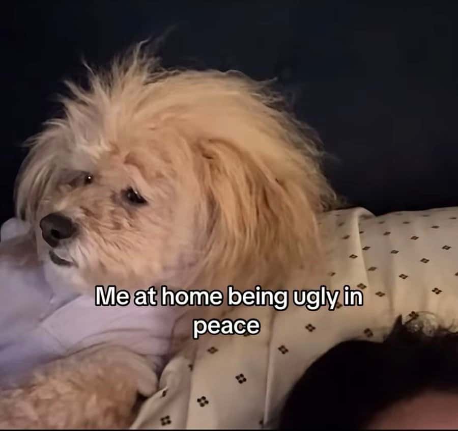 Scruffy dog in bed representing the joy of being ugly in peace at home.