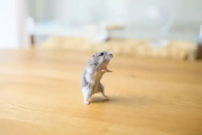 Grey hamster standing upright on a wooden table looking alert.