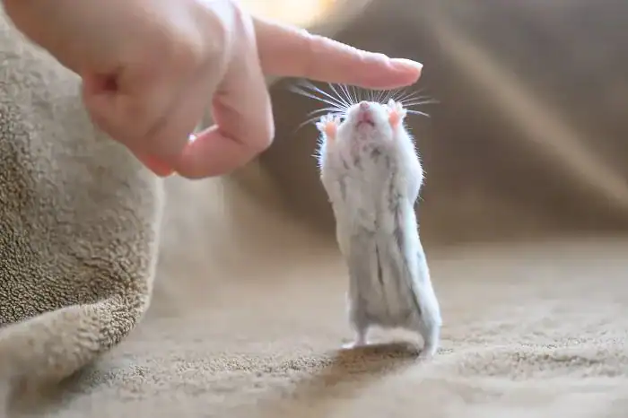 Hamster reaching both paws up to touch a human finger.
