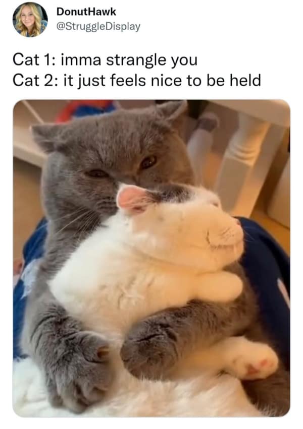 A funny and wholesome meme of a grey cat hugging a white cat who looks very happy about it.