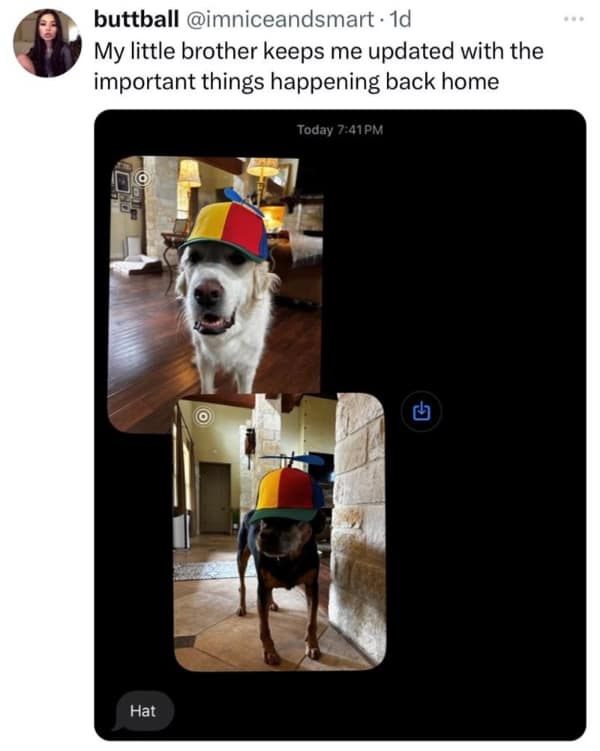 A wholesome meme tweet showing a dog wearing a colorful propeller hat sent by a little brother.