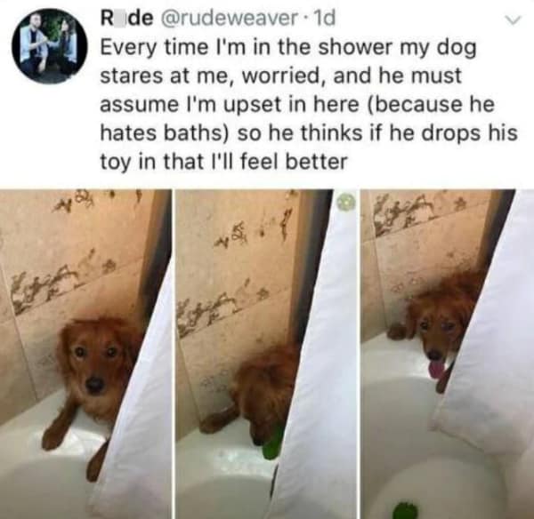 A wholesome meme story about a golden retriever dropping a toy into the shower to comfort their owner.