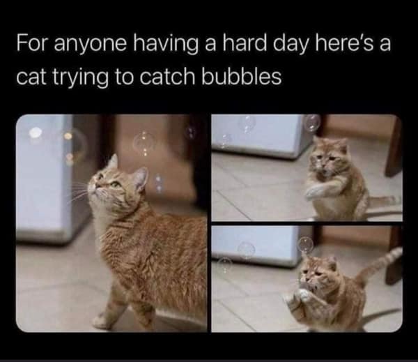 A heartwarming meme collage of an orange cat reaching out to catch bubbles floating in the air.