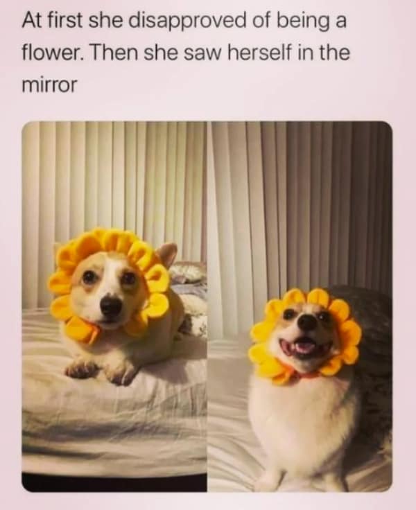 A wholesome meme of a corgi wearing a flower costume smiling after seeing herself in a mirror.