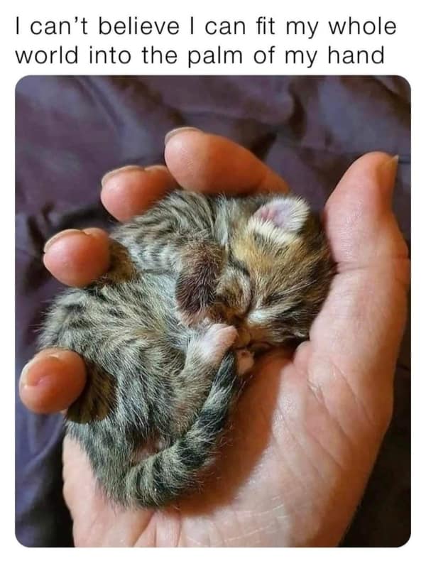 A wholesome meme showing a tiny tabby kitten sleeping curled up in the palm of a hand.