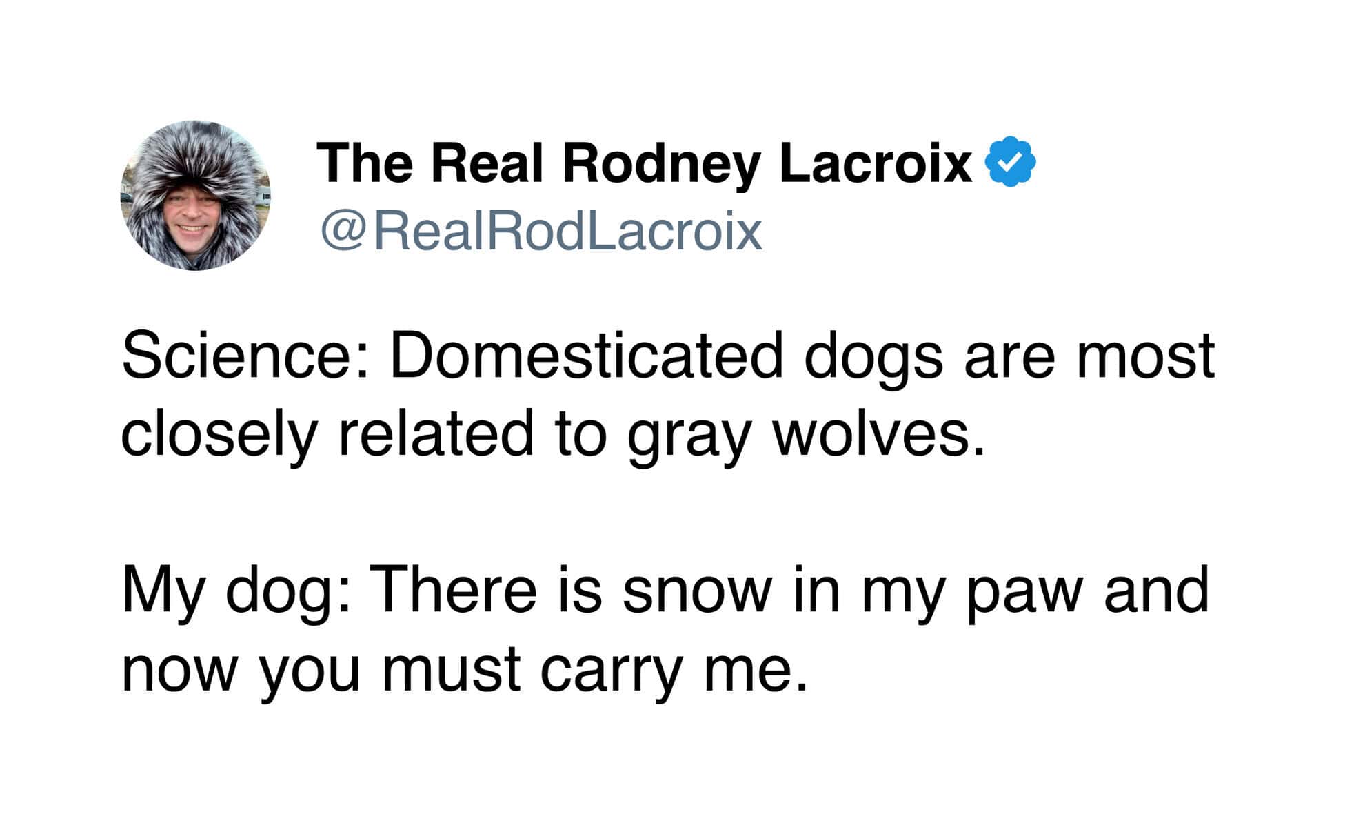 A funny tweet about winter comparing the genetics of gray wolves to a pet dog asking to be carried in snow.
