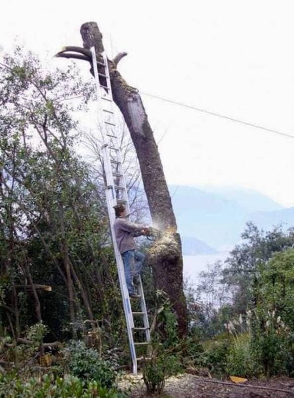 Man on ladder leaning against the specific tree branch he is cutting.