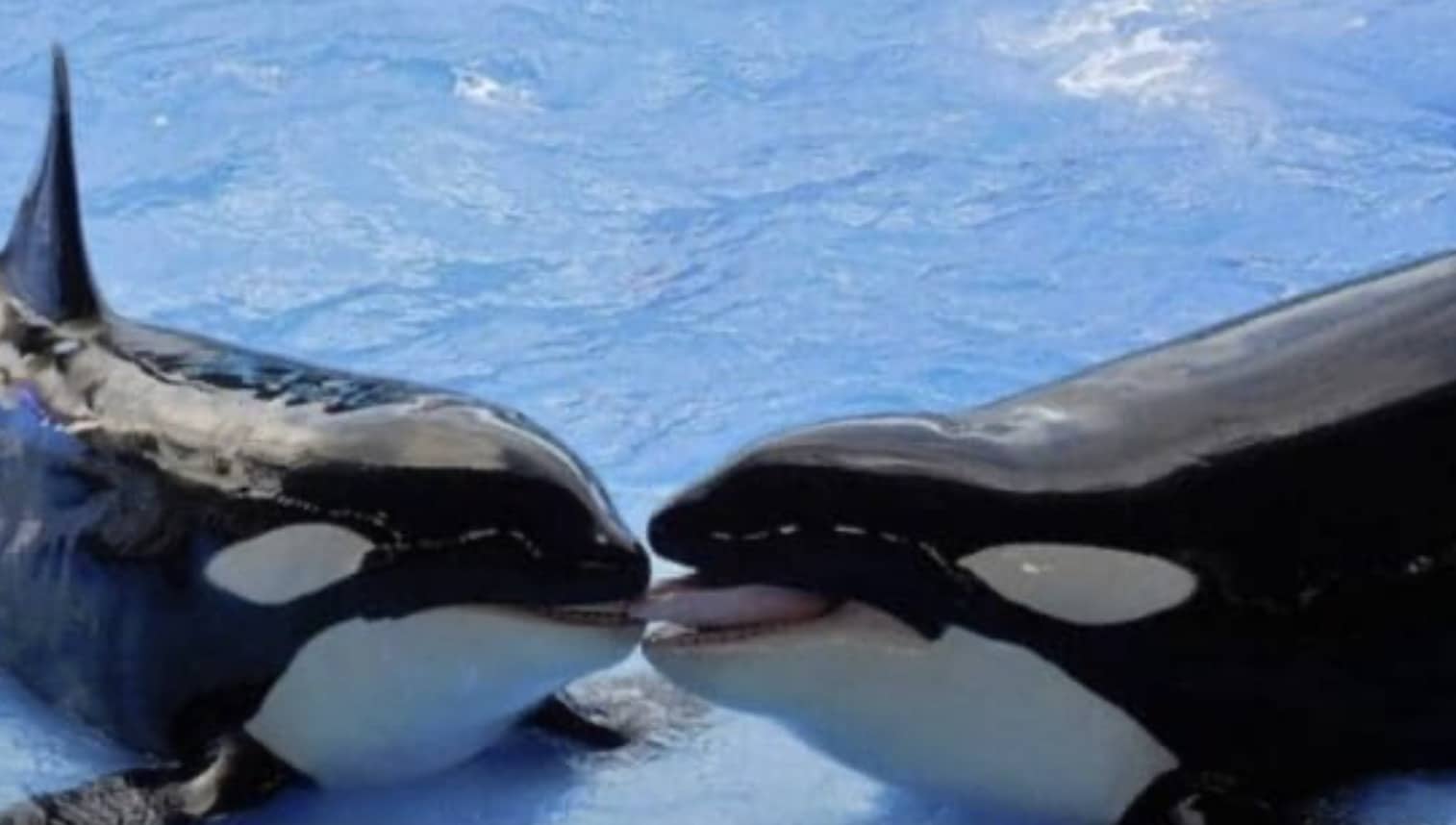 Two orcas interacting in a blue pool, appearing to touch tongues in a playful manner.