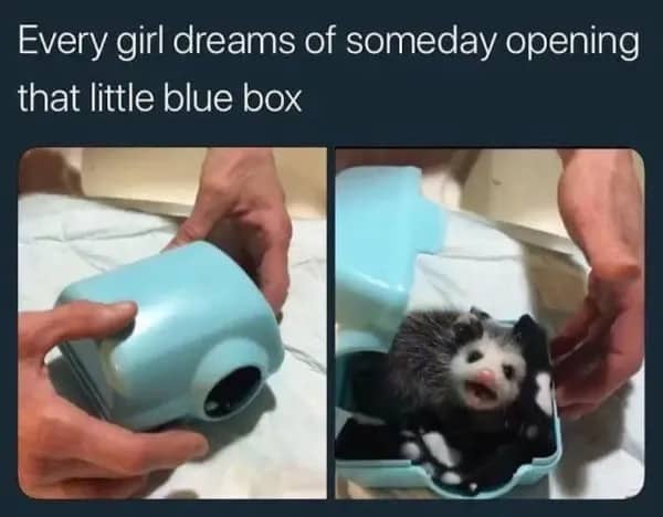 Two-panel image showing a small blue box being opened to reveal a tiny, screaming opossum.