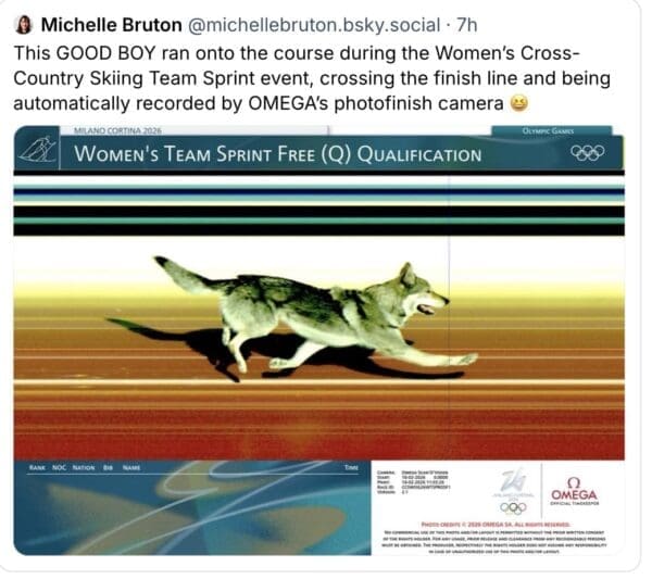 A hilarious dog at the Olympics "photo finish" image, officially recording the wolfdog crossing the finish line with the OMEGA timing branding.