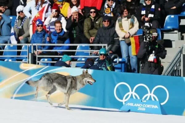 An action-packed dog at the Olympics shot showing the wolfdog sprinting past cheering spectators in the stands during the cross-country skiing event.