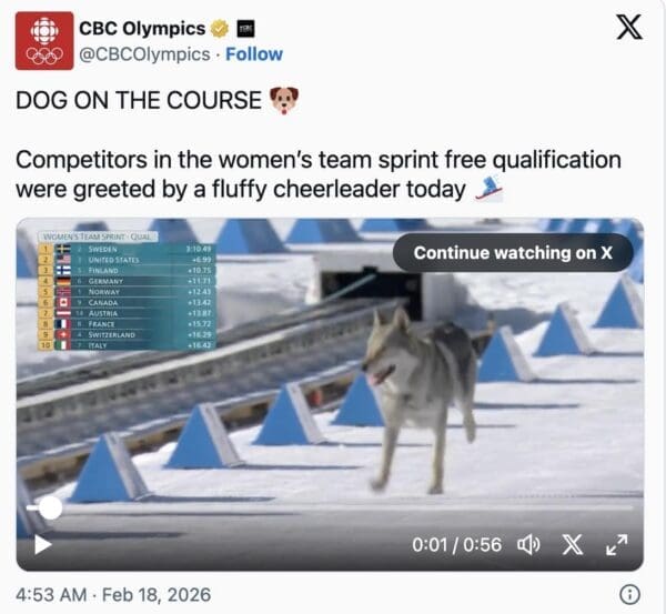 A viral Olympic wolfdog photo from a CBC Olympics tweet, announcing "DOG ON THE COURSE" as the fluffy intruder inspects the women's team sprint track.