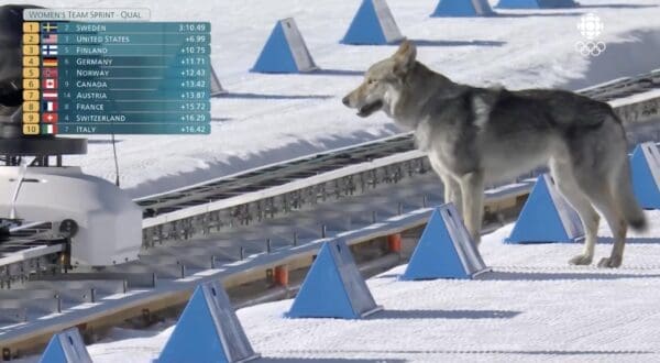A high-definition Olympic wolfdog photo showing the animal standing calmly on the groomed tracks while the race results for Sweden and the US are displayed on screen.