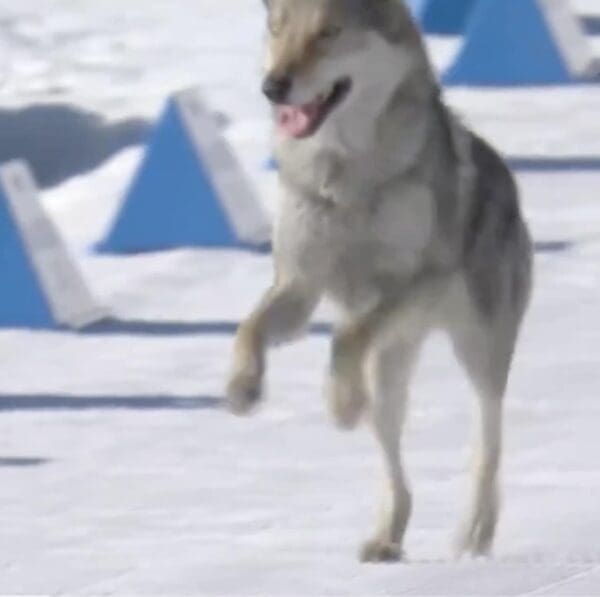 A playful dog at the Olympics image capturing the wolfdog mid-bound, looking happy and unbothered by the high-stakes athletic event happening around it.