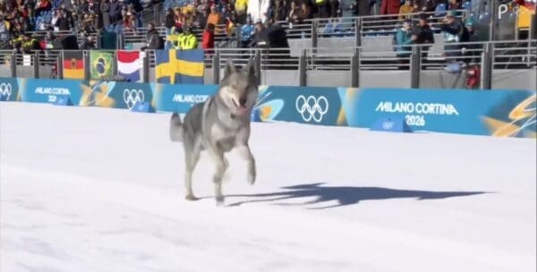 A dynamic Olympic wolfdog photo of the "good boy" galloping down the center of the cross-country ski course with flags from various nations in the background.