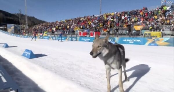 A surreal dog at the Olympics scene showing the wolfdog standing on the white snow while skiers race in the background, completely disrupting the event.