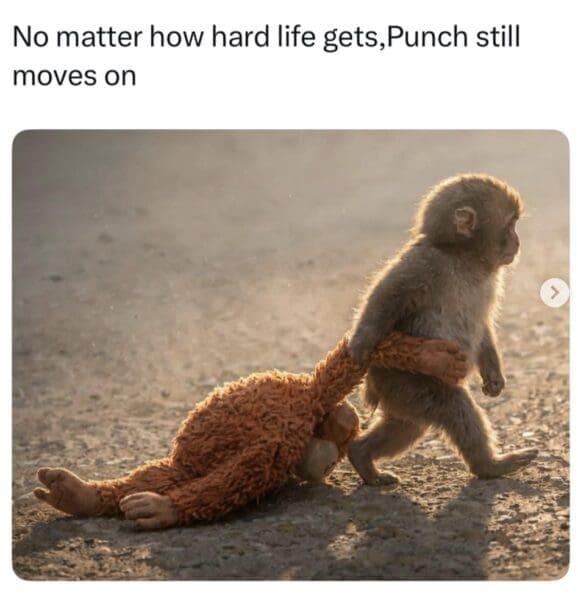 19 Punch The Monkey Memes That Hijacked February 19 Punch The Monkey Memes That Hijacked February