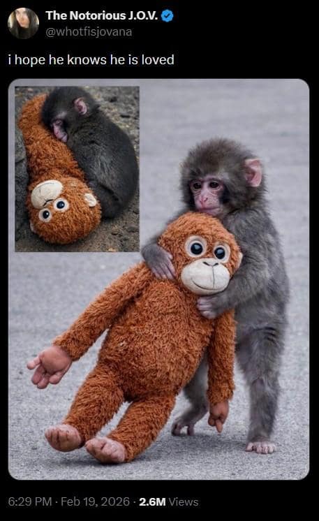 A wholesome and protective entry in the wave of memes about Punch the Monkey, showing a tweet hoping the baby macaque knows he is loved, accompanied by pictures of him peacefully sleeping on and tightly hugging his oversized orangutan stuffed animal.