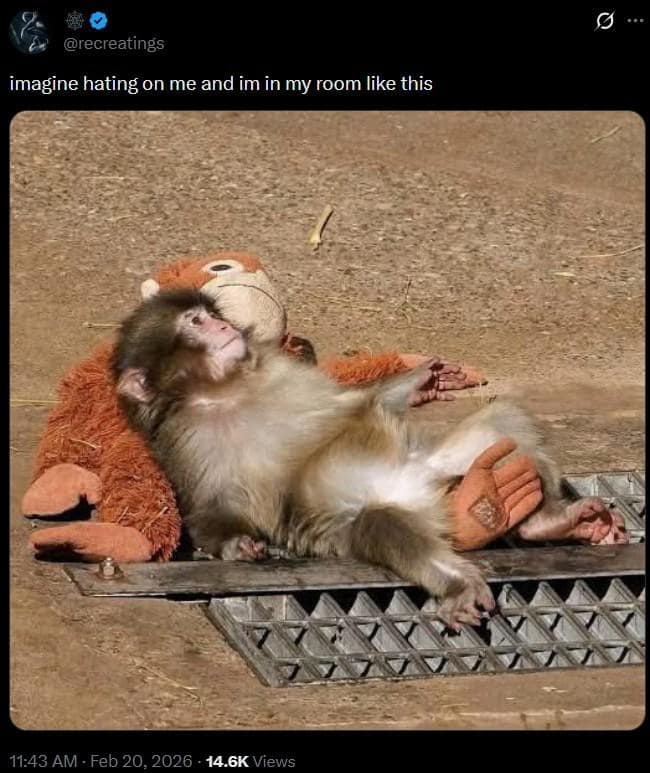 A highly relatable Punch The Monkey meme showing the unbothered baby macaque relaxing on his back comfortably over his plushie, perfectly captioned with "imagine hating on me and im in my room like this" to deflect negativity.