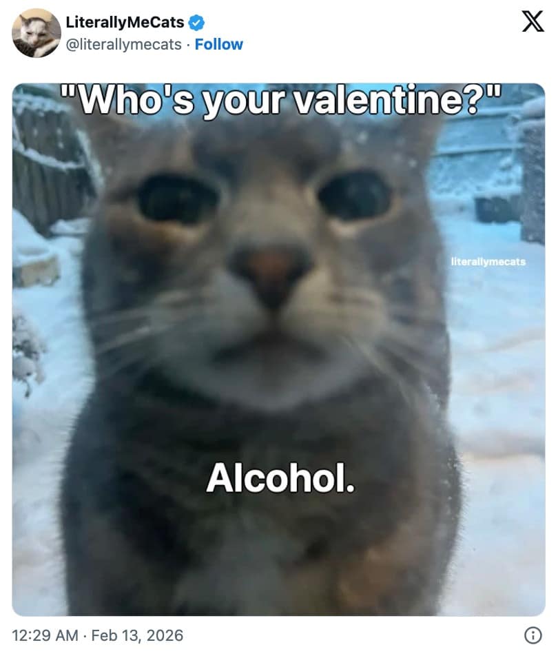 A blunt Valentines meme featuring a cat staring into the camera, declaring that its valentine is simply "Alcohol."