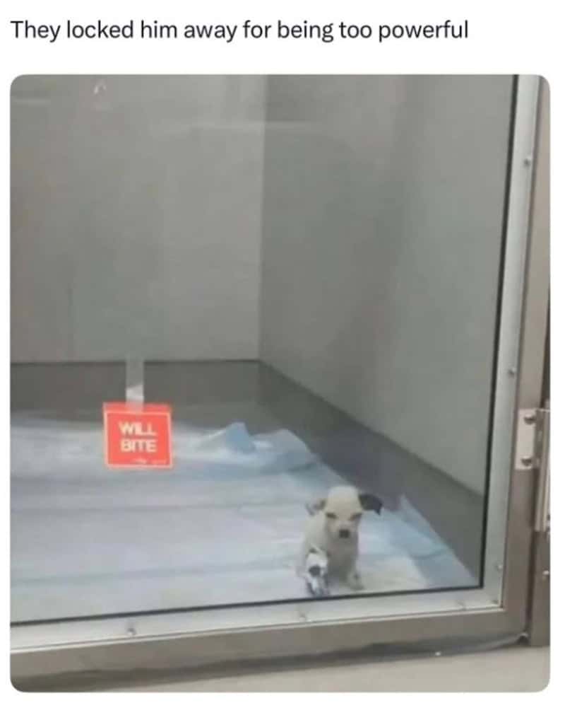 A funny animal meme showing a tiny white dog sitting in a minimalist, gray-walled room with just a floor mattress and a TV.