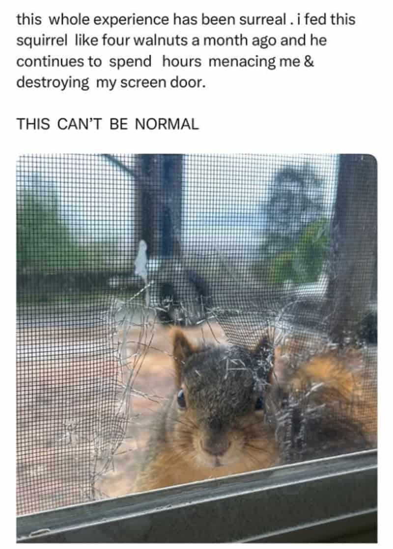 A heartwarming animal meme of a tiny gray kitten sitting next to a plush monkey toy on a rug.