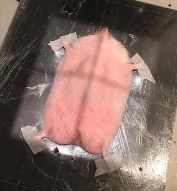 A small pink hedgehog taped down to a black surface in preparation for an X-ray.