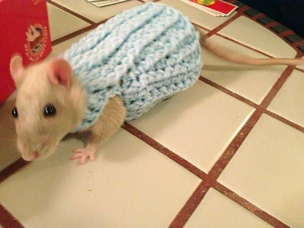 A small white pet rat wearing a light blue knitted sweater walking on a tiled table, a unique example of animals in sweaters.