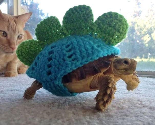 A tortoise wearing a blue crocheted cozy that looks like a Stegosaurus dinosaur, a creative take on animals in sweaters.