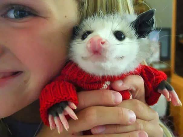 A young girl holding a baby opossum wearing a tiny red knitted sweater, showcasing animals in sweaters.