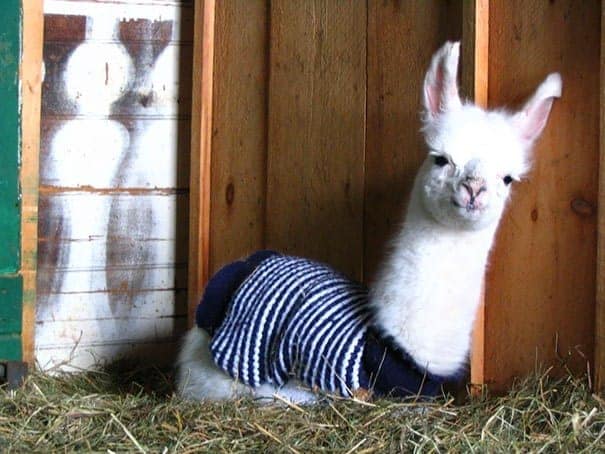 A white llama wearing a navy and white striped sweater leaning against a wooden wall, part of the animals in sweaters trend.