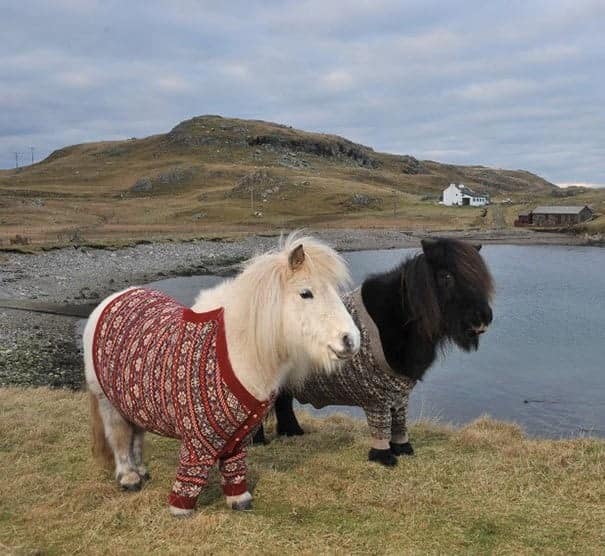 Two Shetland ponies standing in a field wearing custom red and brown patterned cardigans, a viral animals in sweaters moment