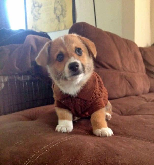 A tiny animal wearing a sweater, specifically a Corgi puppy in a brown button-up cardigan looking sophisticated.